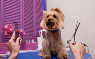 cane su tavolo con pettine e forbice