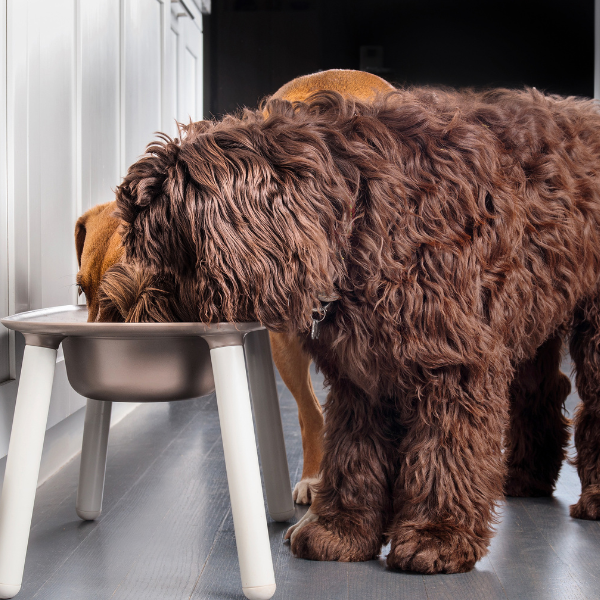 Ciotole rialzate per cani