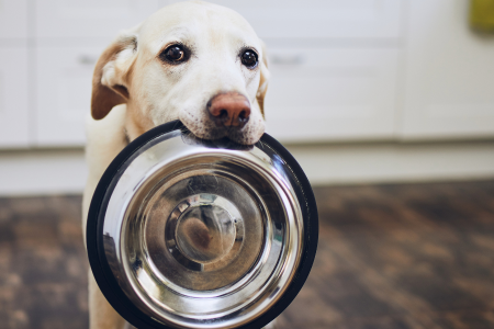 Ciotola per cani in metallo