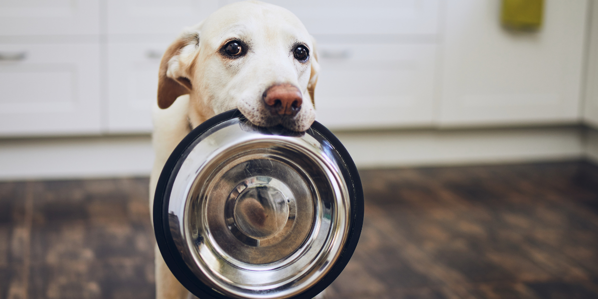 Ciotola per cani in metallo