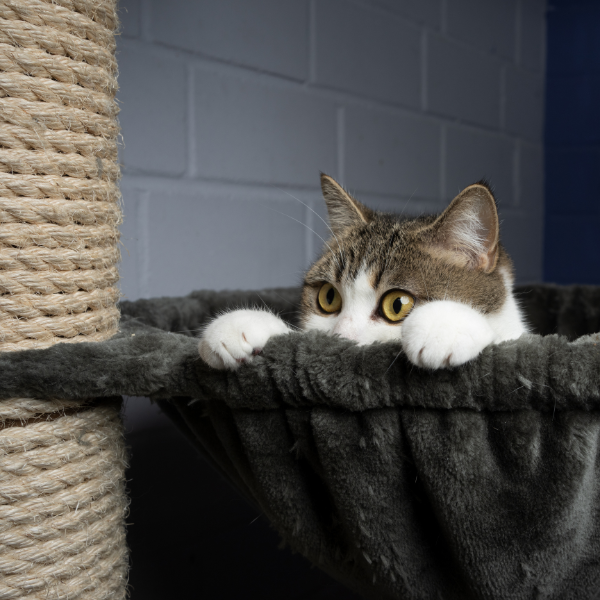 abituare il gatto a usare il tiragraffi