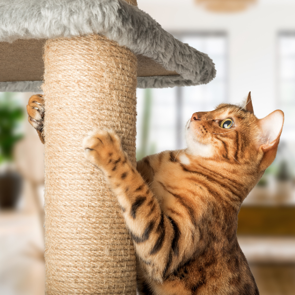 gatto che graffia un palo tiragraffi