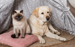 Cucce per cani e gatti