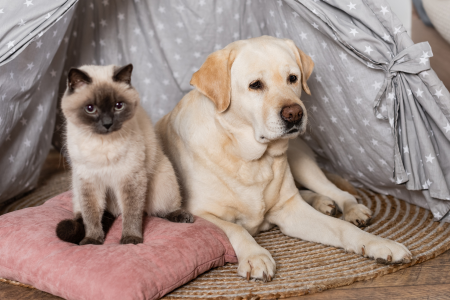 Cucce per cani e gatti