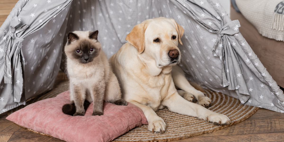 Cucce per cani e gatti