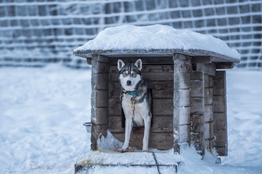 Cuccia per cani da esterno