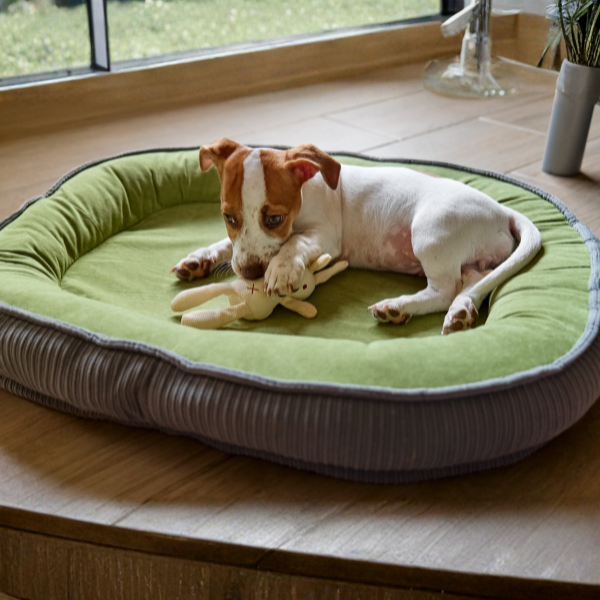 Cuccia per cani da interno