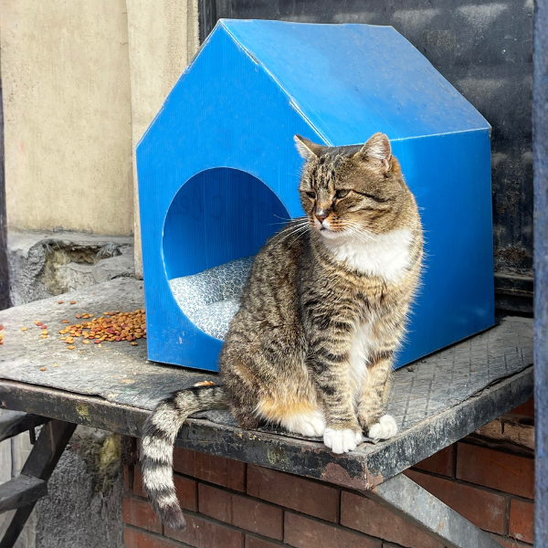 Cuccia per gatti da esterno