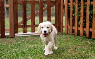 Recinto per cani economico