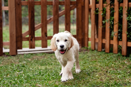 Recinto per cani economico