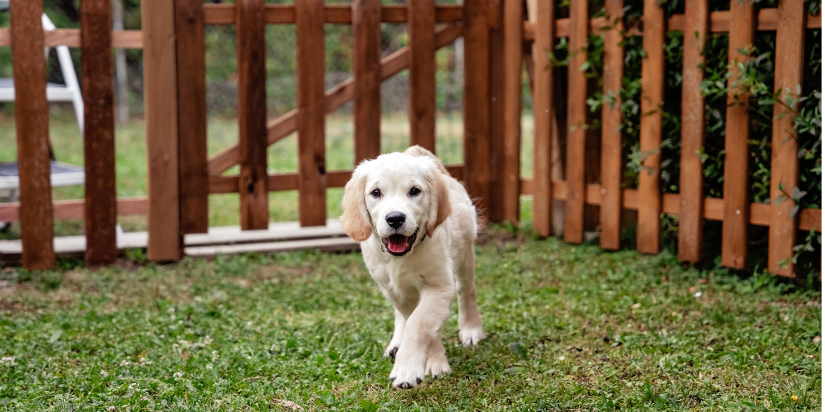 Recinto per cani economico