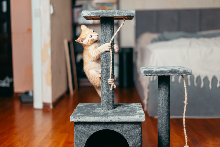 Trespolo per gatti cuccioli