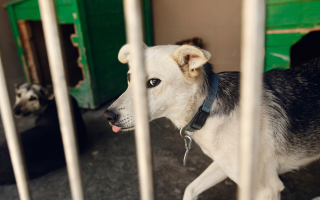 Recinto da interno per cani e cuccioli