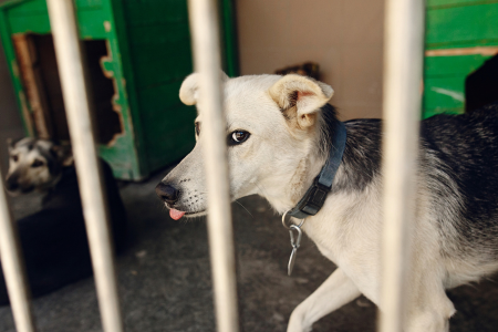 Recinto da interno per cani e cuccioli