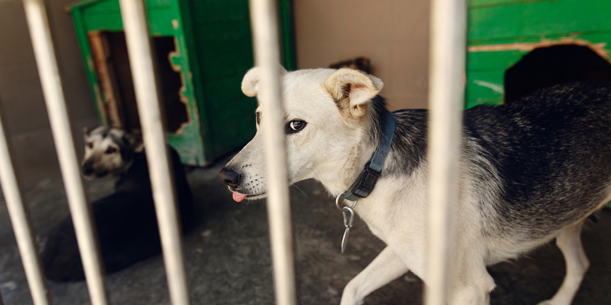 Recinto da interno per cani e cuccioli